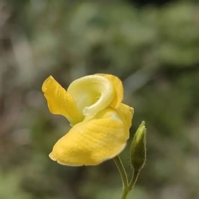 DƬ